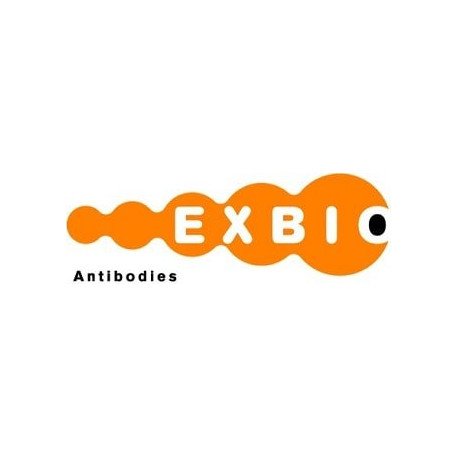 Annexin V Binding Buffer (10x)