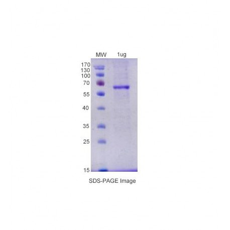 VSVG Protein/ Drosophila VSVG NJ Recombinant Protein