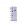 VSVG Protein/ Drosophila VSVG NJ Recombinant Protein