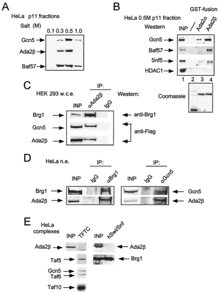 PTGX-GCN5-2C11.jpg