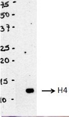 PTGX-H4-4G8.jpg