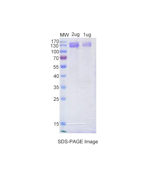 PX-P1108.jpg
